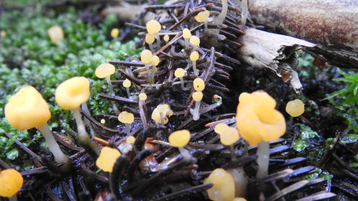 Niezwykły widok w Karkonoskim Parku Krajobrazowym. Pojawił się tam bardzo rzadki grzyb.