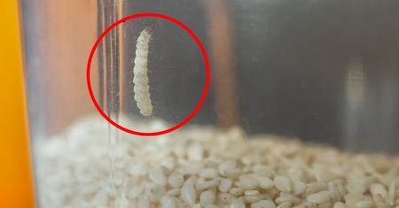 Jak zwalczyć mole spożywcze? Pomoże popularna roślina