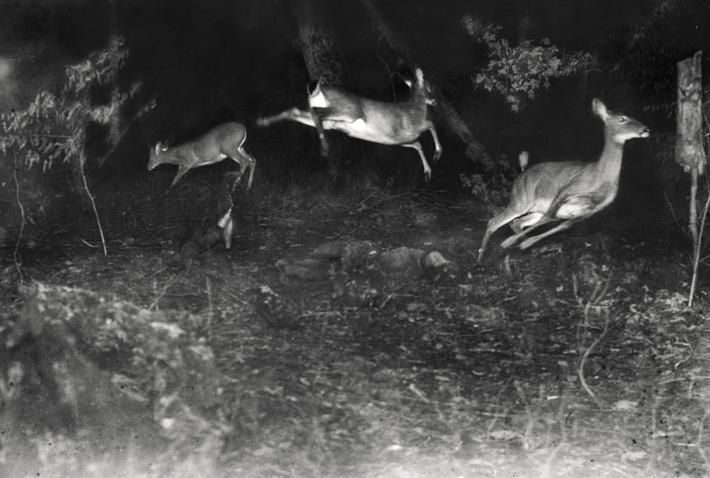 Zobacz specjalne kamery National Geographic do szpiegowania zwierząt 2