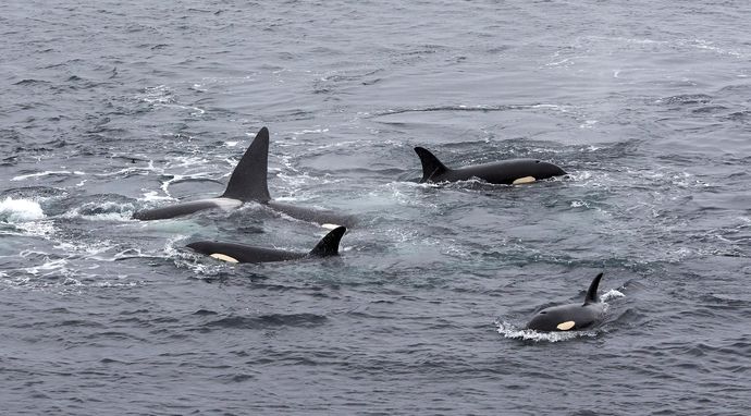 Stormborn - Zrodzone w burzy