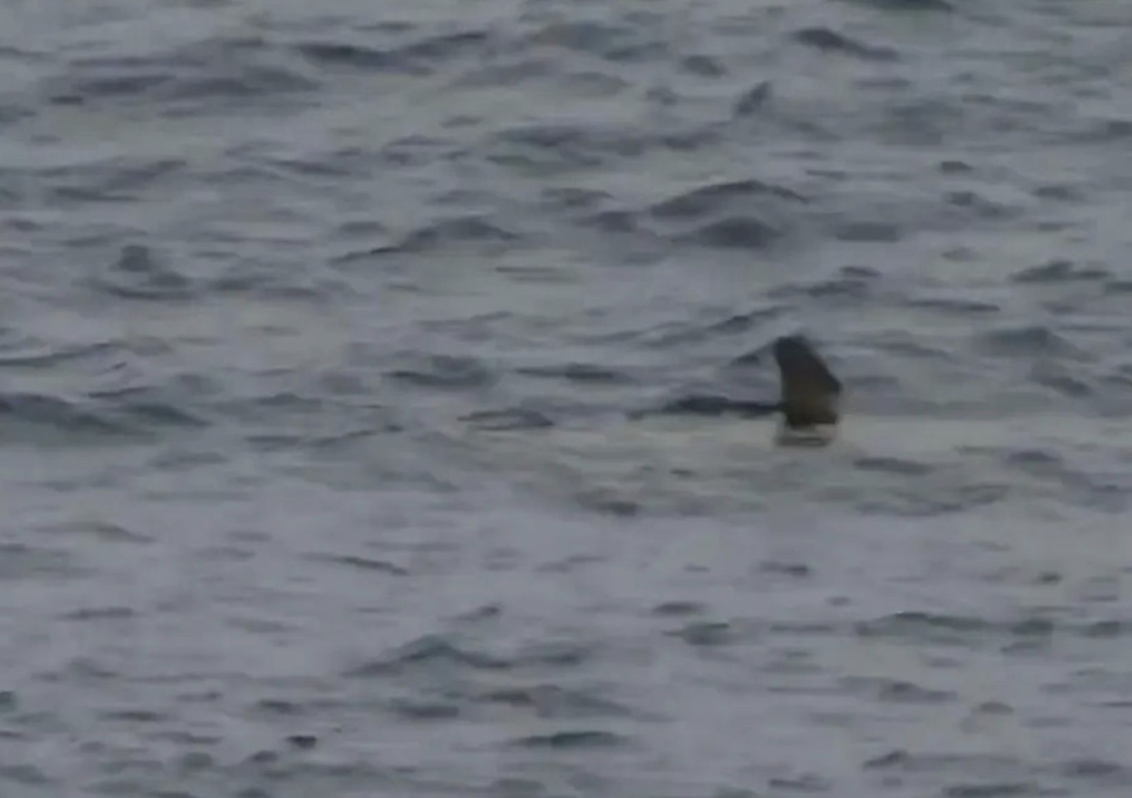 Niektóre gatunki rekinów sa zagrożone 