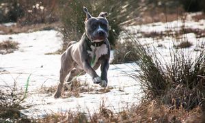 Mężczyzna nie żyje. Zaatakował go amstaff. Właściciel nie przyznaje się do winy