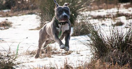 Mężczyzna nie żyje. Zaatakował go amstaff. Właściciel nie przyznaje się do winy