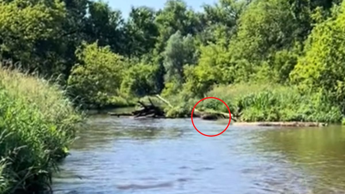 Na jej drodze pojawiły się dziki.