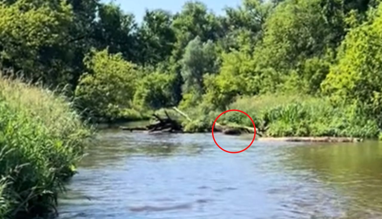 Poszła nad rzekę. Nagle taki widok. Otoczyły ją z każdej strony
