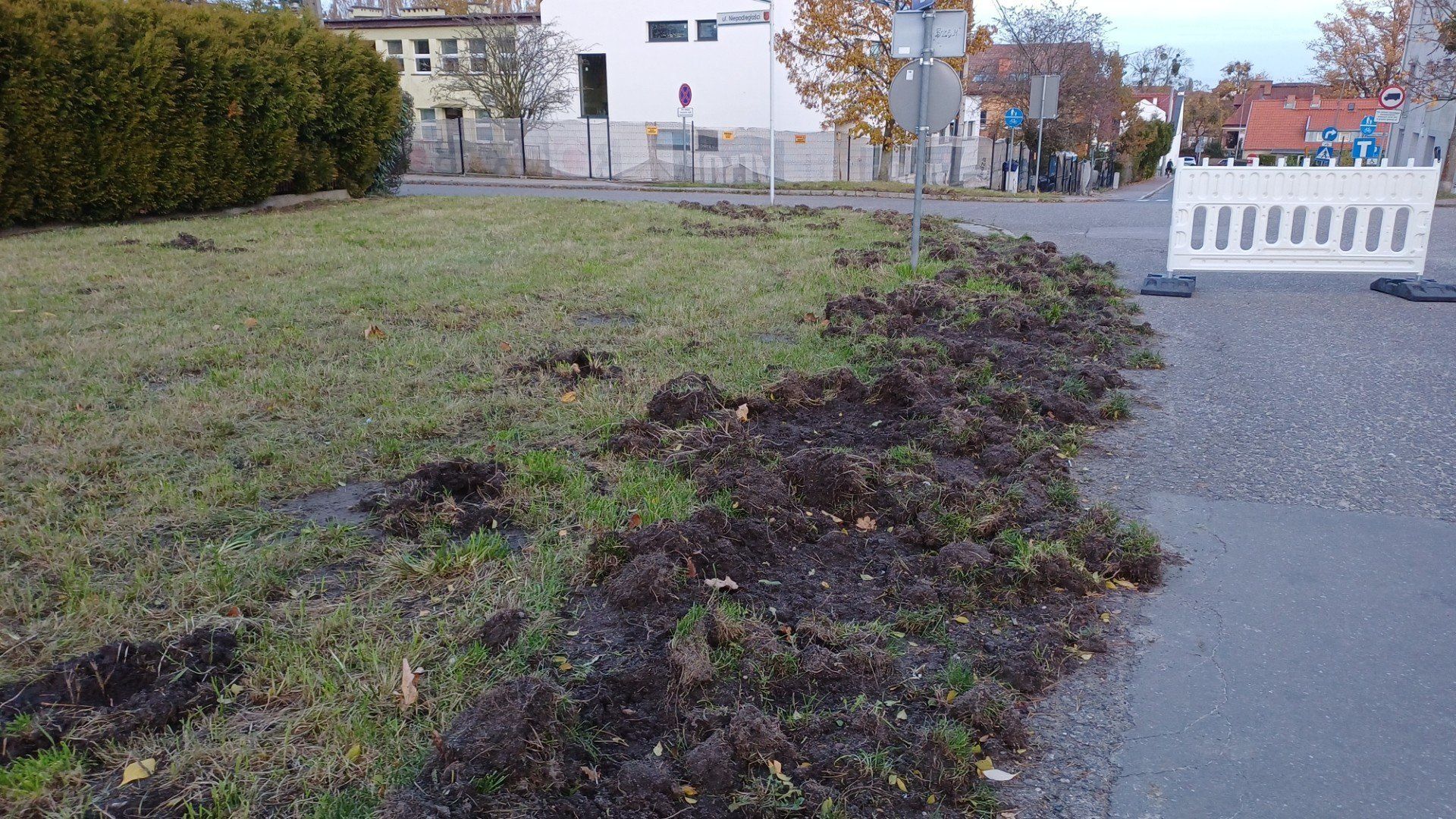 Dziki rozkopały ziemię tuż przy drodze prowadzącej na stary cmentarz i przy pruszczańskim MOPS-ie
