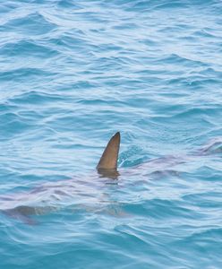 Rekin blisko plaży w USA. Zwierzę zaatakowało