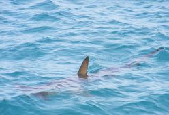 Rekin blisko plaży w USA. Zwierzę zaatakowało