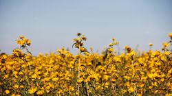 Uczep trójlistkowy - właściwości i zastosowanie