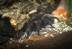Wrocław. Wystawa egzotycznych pająków i skorpionów. Czeka aż do końca marca
