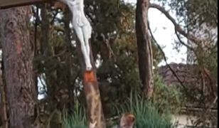 Ściął krzyż, a w sieci zamieścił wideo.  Usłyszał dwa zarzuty