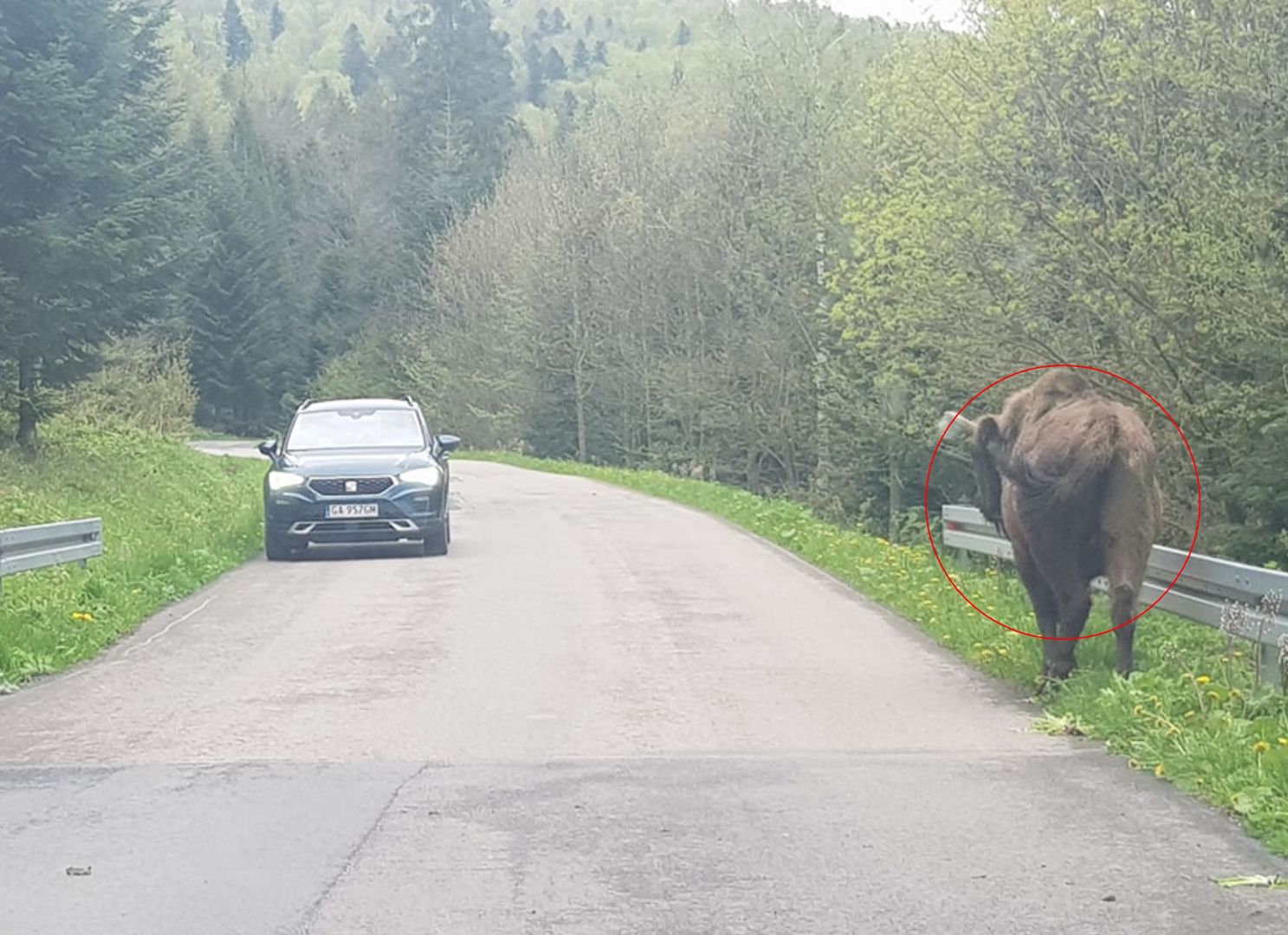 Zdjęcie z Bieszczadów. Zastali przy drodze. "Prosimy o rozwagę"