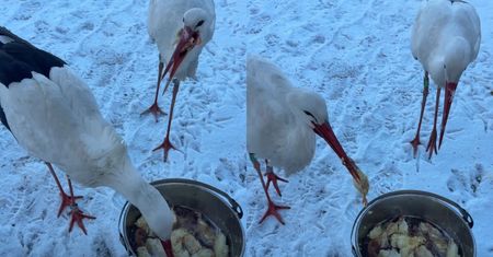 Pokazali, co robią bociany. "Bardzo zły znak"