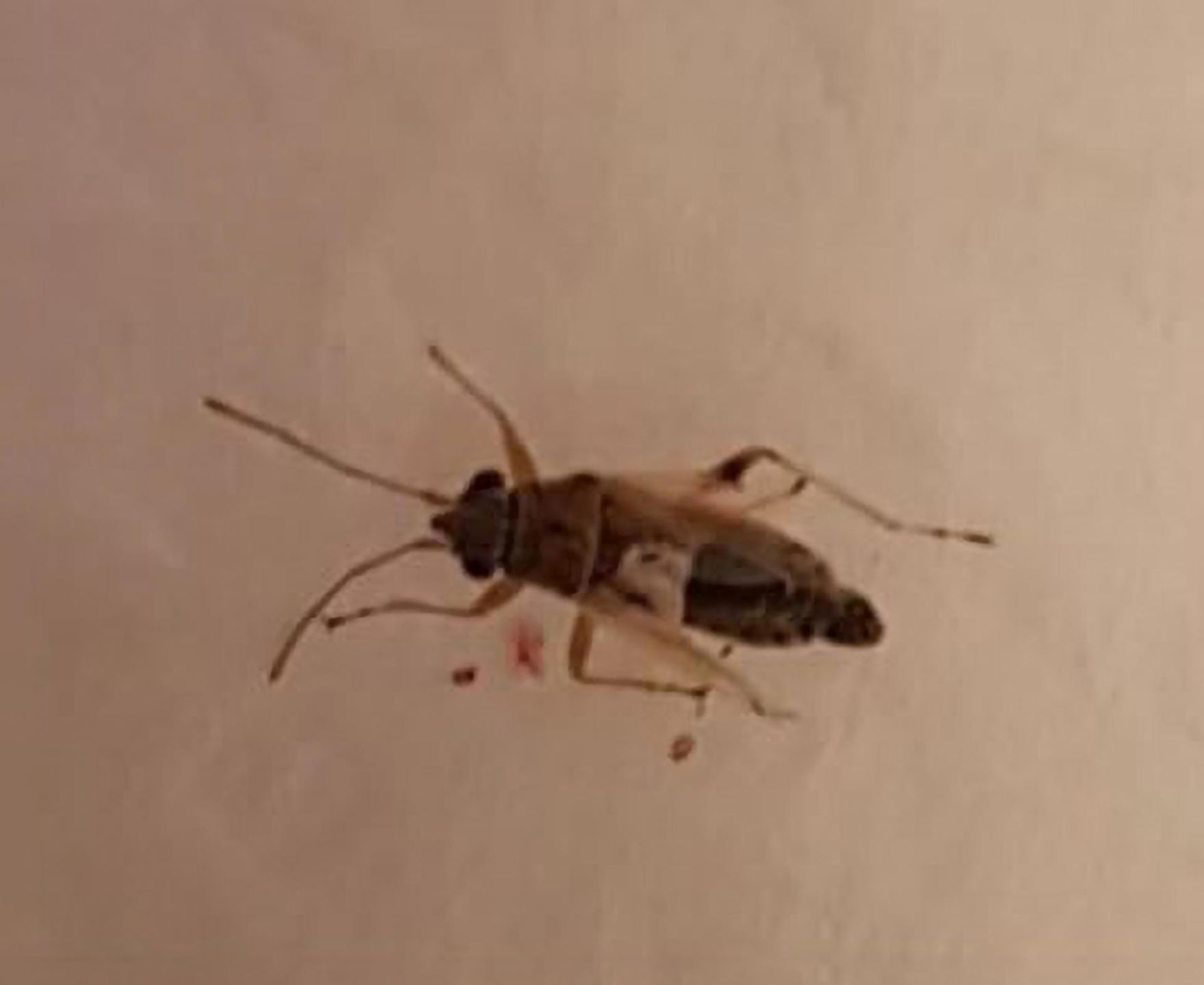 Owad widoczny na prześwietleniu