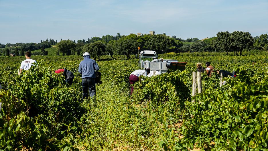 SONY DSC
vendange, vendangeur, vendangeuse, vigne, cépage, engin, femme, grappe, homme, humain, interim, ouvrier, raisin, rouge, récolte, saison, saisonnier, tracteur, travail, vin, vinification, vignoble, vendanges, châteauneuf-du-pape, aoc, châteauneuf, terroir, vaucluse, agriculture, viticulture