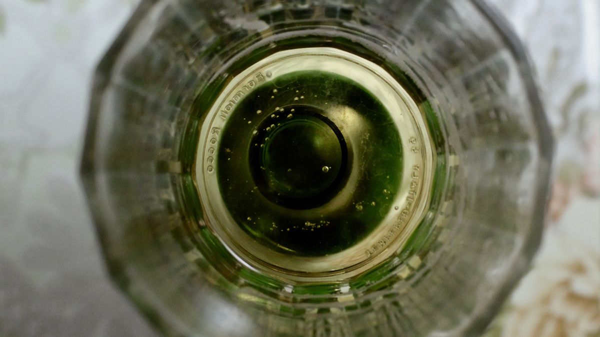 FocusedThe image of beer bubblesJob Thomas  Moolan