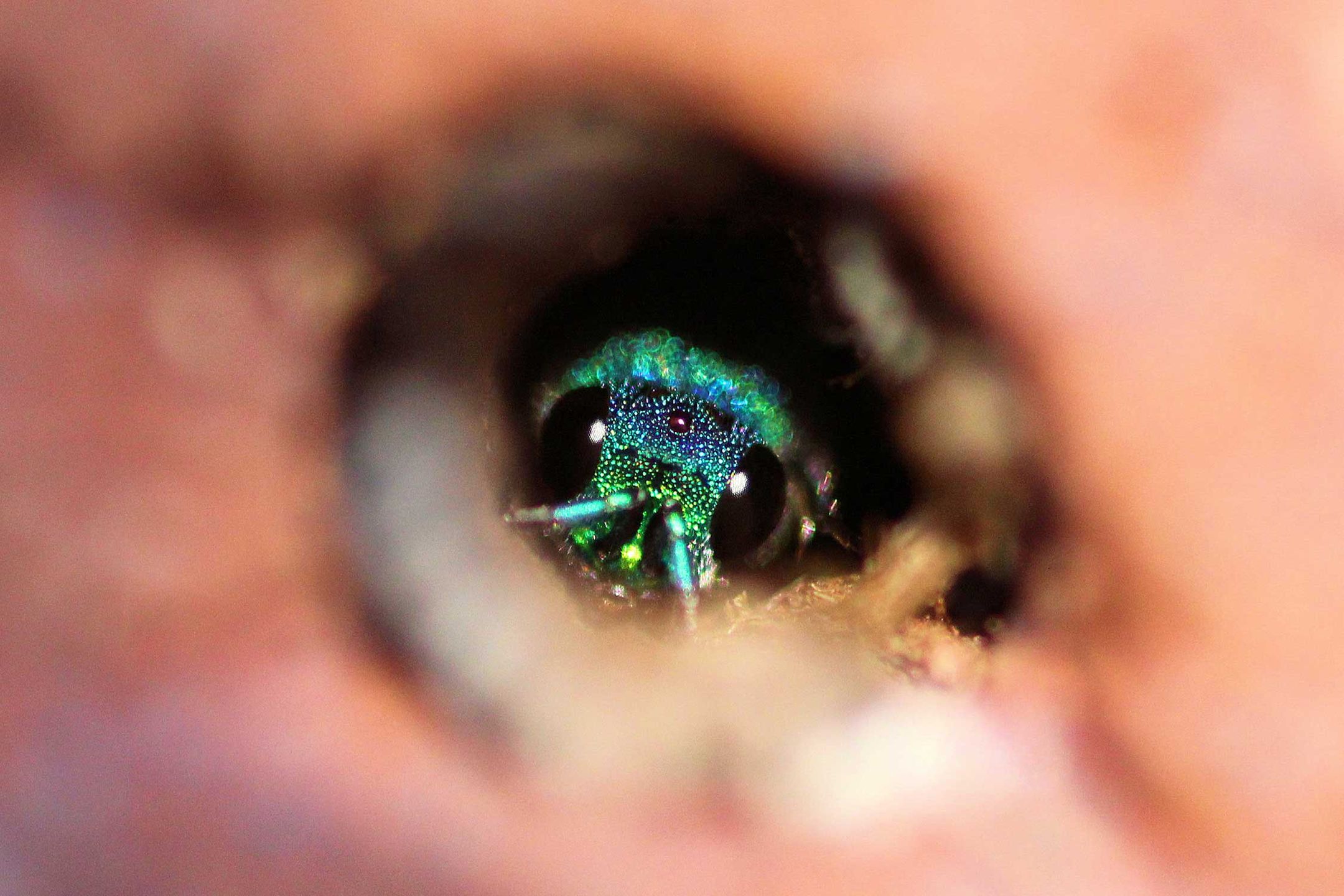 British Wildlife Photography Awards 2017 – najlepsze zdjęcia dzikiej przyrody z Wielkiej Brytanii. Zobaczcie ich historie 16