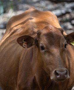 Plaga much śrubowych w Meksyku. Psy na ratunek