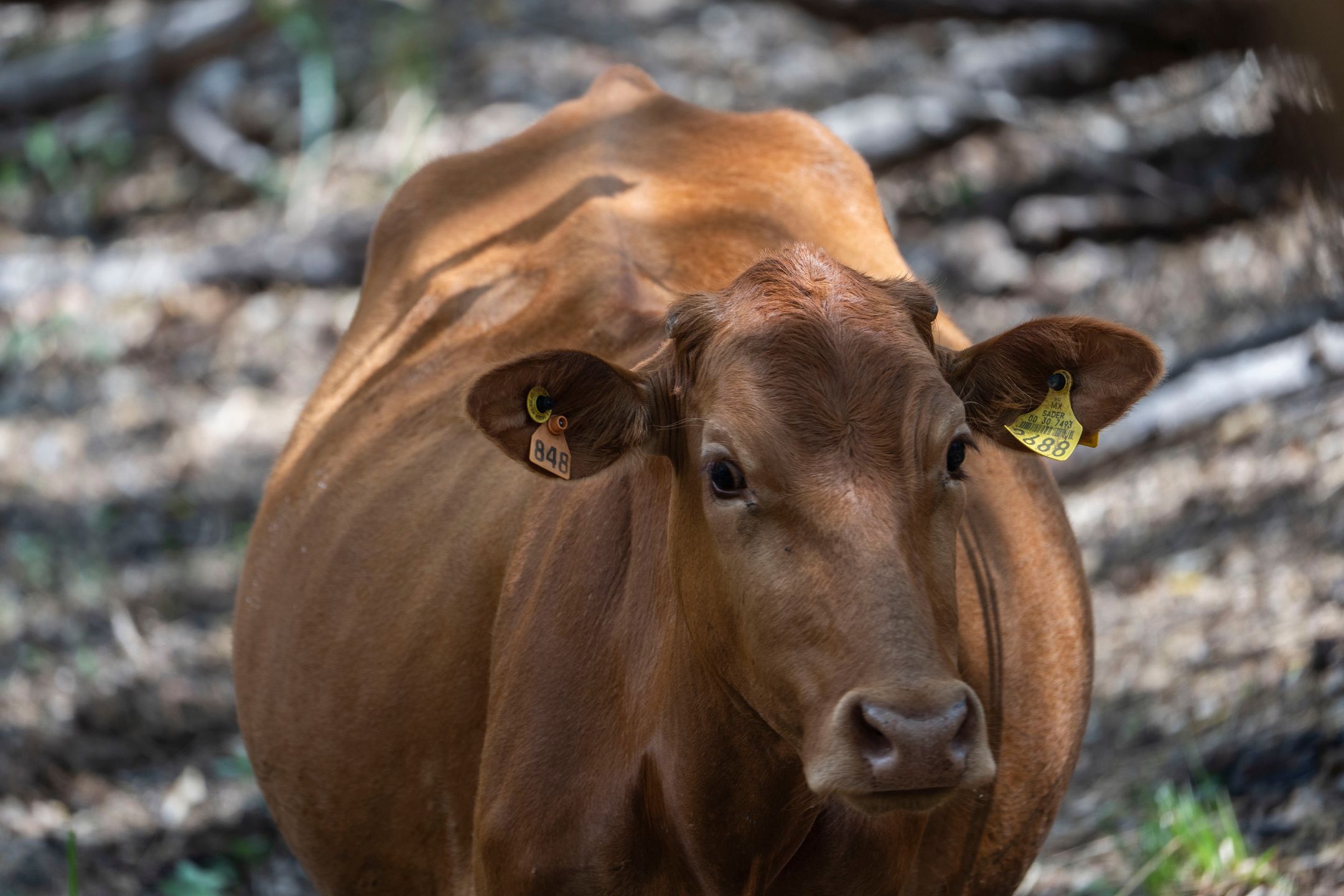 A cow grazes at a ranch in Axtla de Terrazas, San Luis Potosi state, Mexico, on Monday, May 26, 2025. The US this month suspended imports of live cattle, horses, and bison via ports along the southern border because of the spread of a parasitic fly in Mexico that's dangerous to livestock. Photographer: Mauricio Palos/Bloomberg via Getty Images