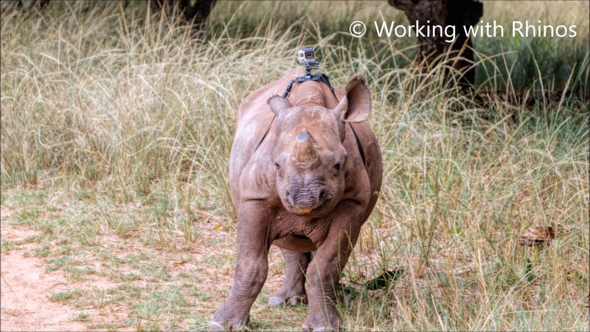 Jak wygląda życie z perspektywy zagrożonego nosorożca? 1