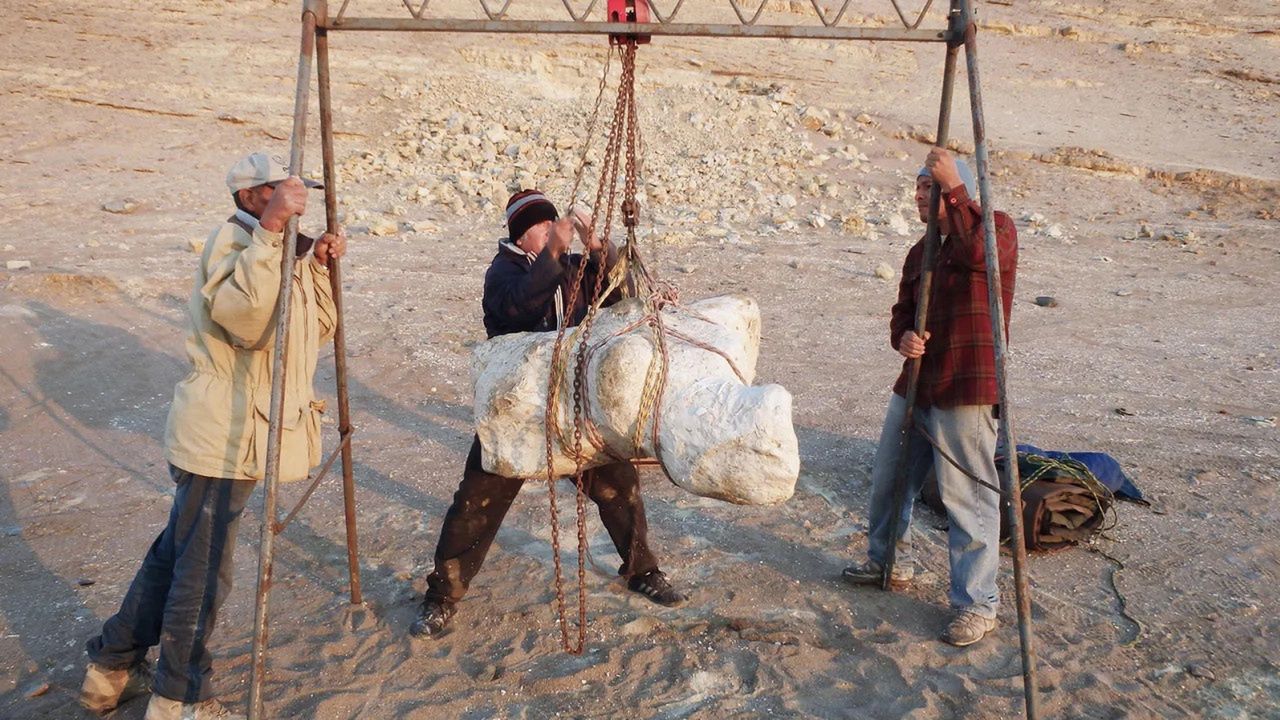 The gigantic bones of the whale Perucetus colossus.