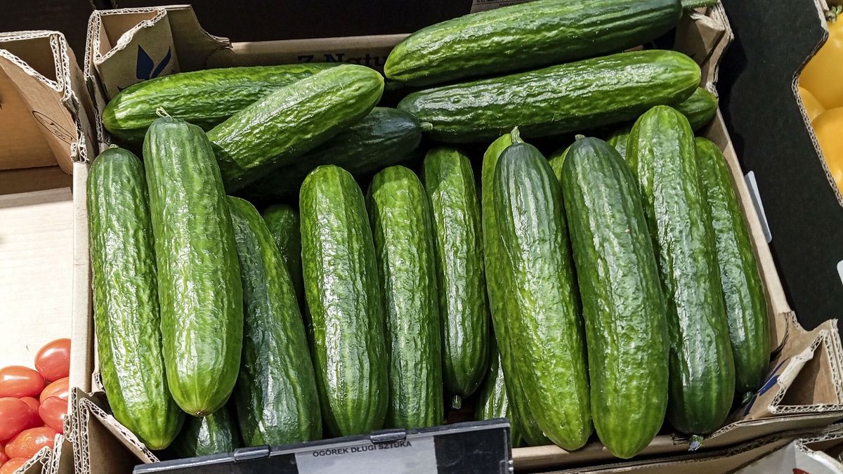 Ogórki z Rosji nie wjechały do Polski (zdj. ilustracyjne)