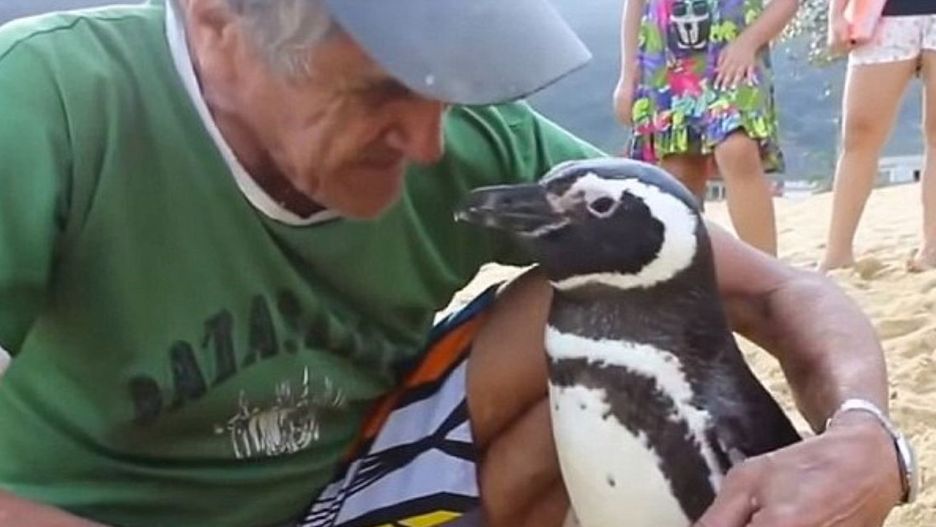 João Pereira de Souza z pingwinem Dindim