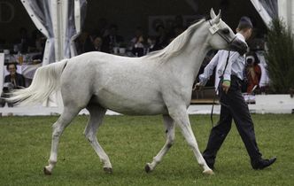 Fiasko Pride of Poland 2018. Oficjalne wyniki sprzedaży były dwukrotnie zawyżone