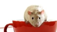 Nie wiesz co zrobić ze „szczurem” od herbaty? 1