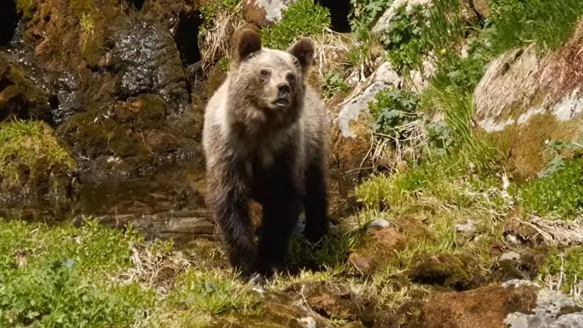 Niedźwiedź zaatakował turystę