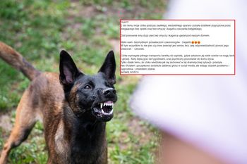 Agresywny pies pogryzł nastolatkę. Dramatyczne wyznanie jej ojca