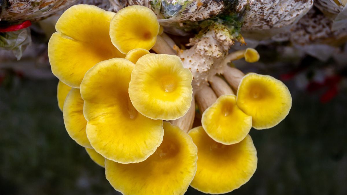 Chętnie kupujemy go na targach. W USA ten grzyb to prawdziwy pro