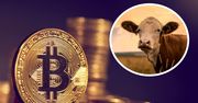 Naukowcy: Bitcoin równie szkodliwy jak wołowina