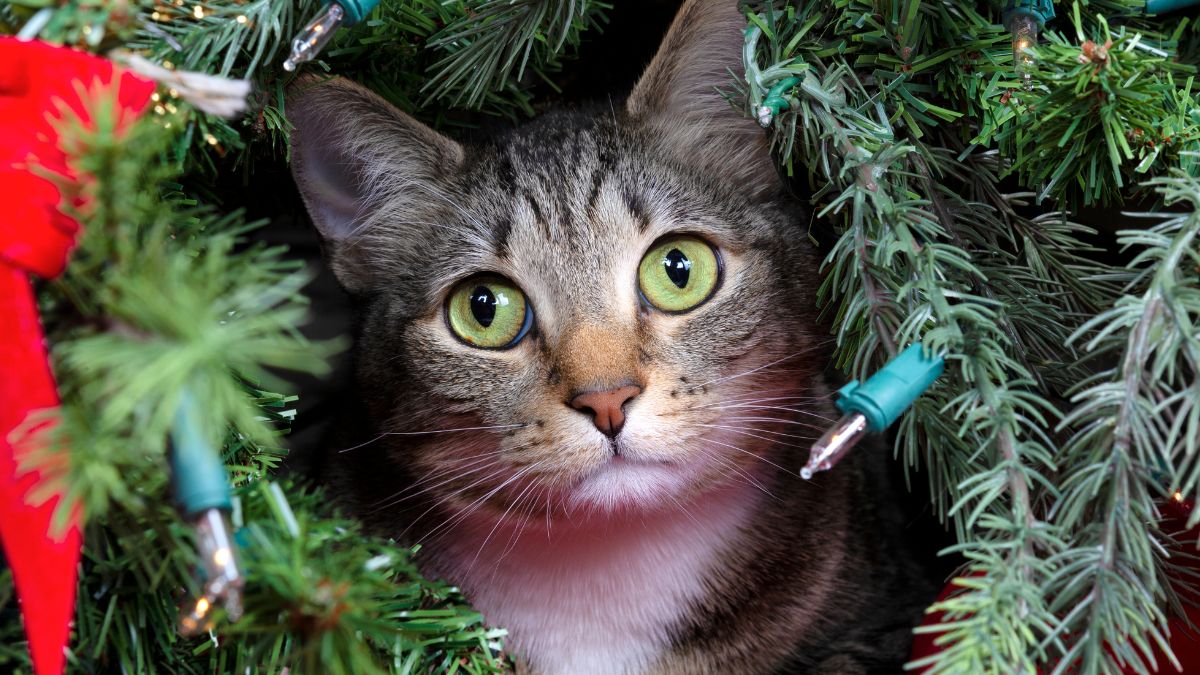 Zabezpieczenie choinki przed kotem to problem wielu właścicieli