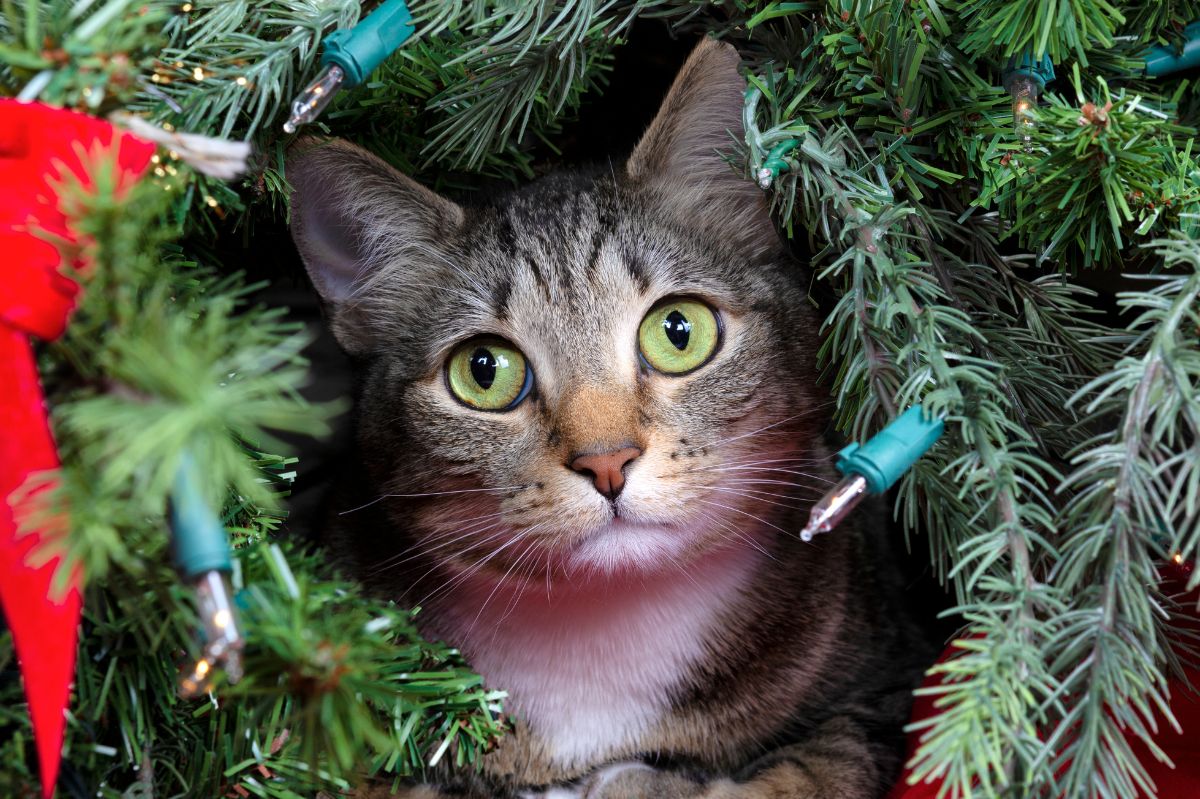 Securing the Christmas tree from the cat is a problem for many owners.