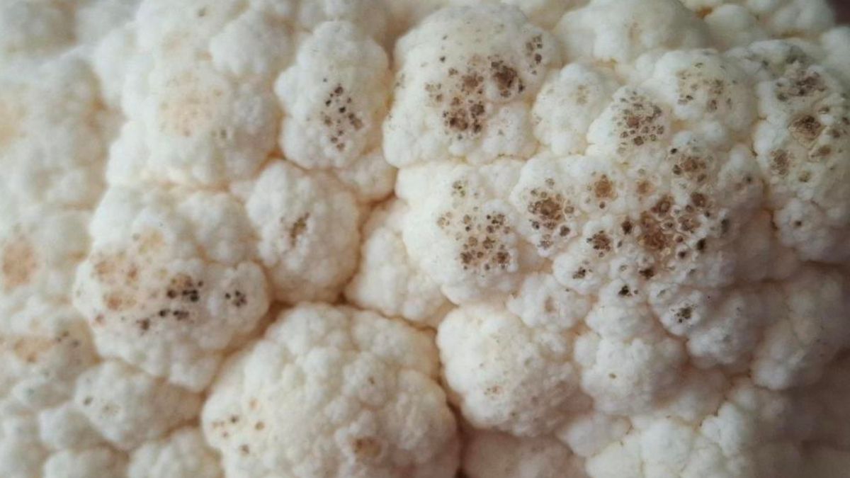 Taki kalafior budzi niepokój