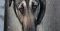 Zoopsycholog