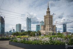 Warszawa. Miasto apeluje o ograniczenie koszenia i nieużywanie dmuchaw