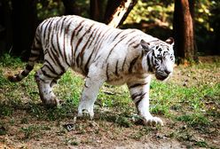 Tragedia w parku narodowym Bannerghatta. Białe tygrysy rozszarpały 40-latka