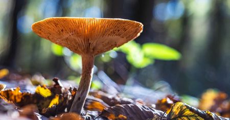 Są zdrowe, a mogą prowadzić do zatrucia. 5 zaskakujących produktów