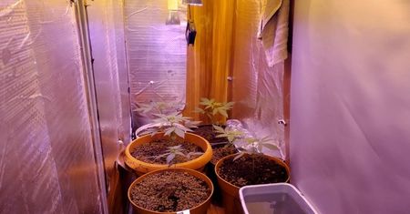 Marihuana uprawiana w... szafie. Profesjonalna miniplantacja w Lubinie
