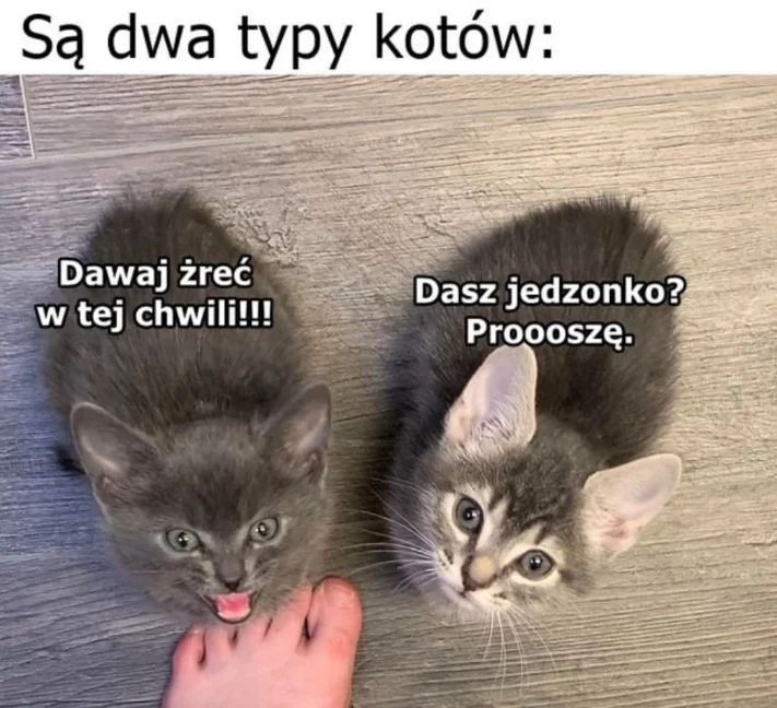 Memy na Dzień Kota