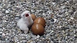 Warszawa: Pierwsze pisklę w gnieździe sokołów na PKiN