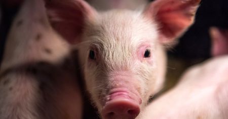 Płuco świni dla człowieka. Pierwszy taki przeszczep w Chinach