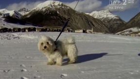 Poznajcie Mańka - osobistego psychologa Justyny Kowalczyk