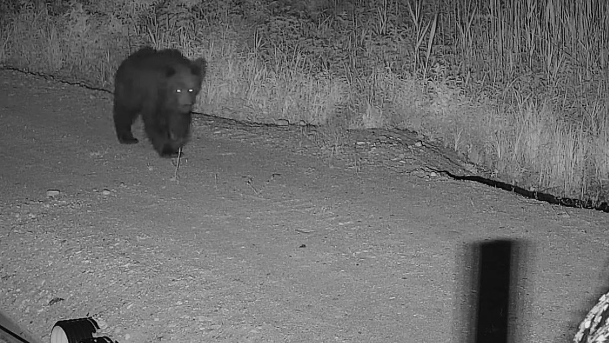 Niedźwiedź na granicy