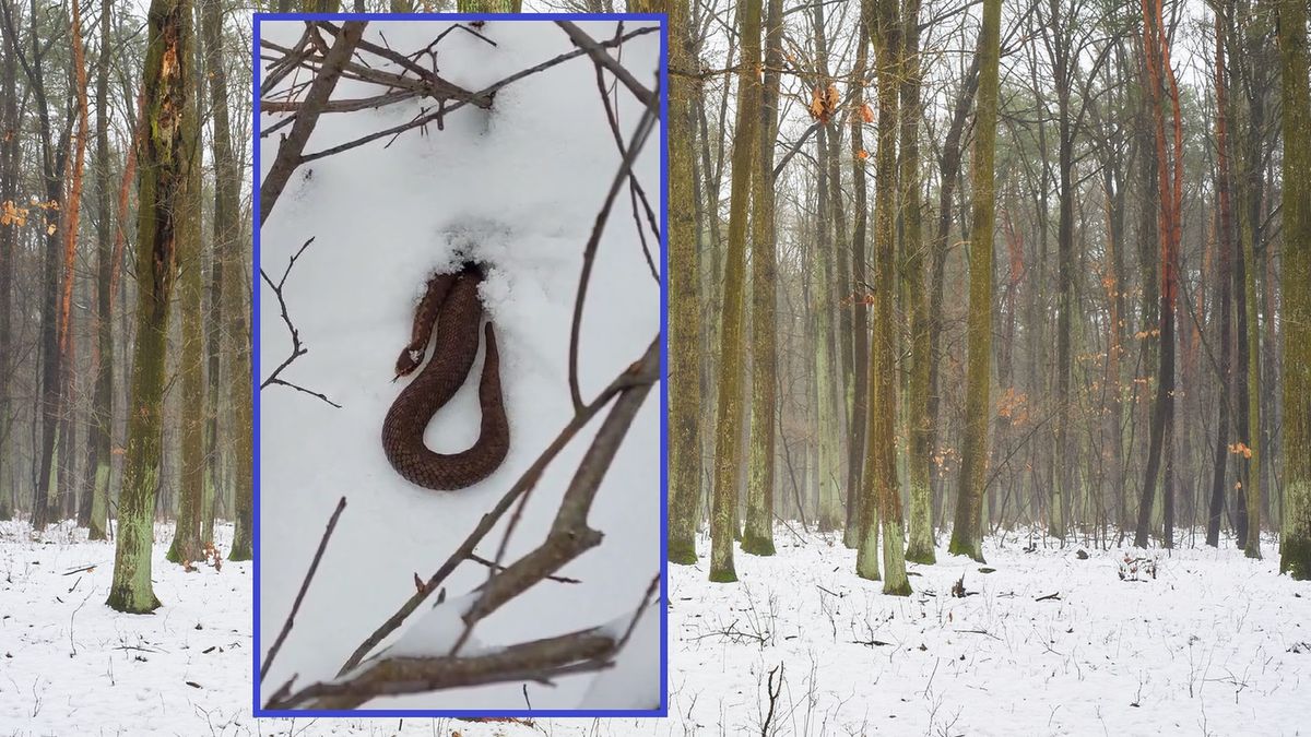 Nagranie z polskich lasów. Żmija wyszła na mróz