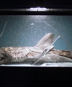 Widok jak z filmu grozy. Przerażające zdjęcia z opuszczonego akwarium
