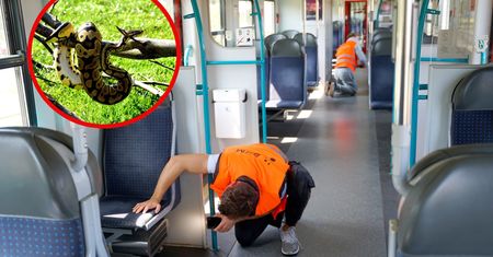 Postawiła pasażerów na równe nogi. Zgubiła w pociągu pytona królewskiego