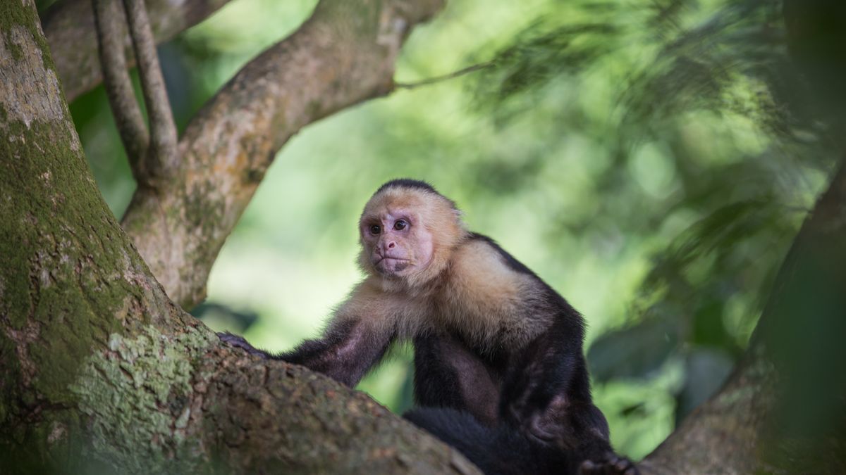Służby porządkowe nie mogły schwytać zwinnej kapucynki